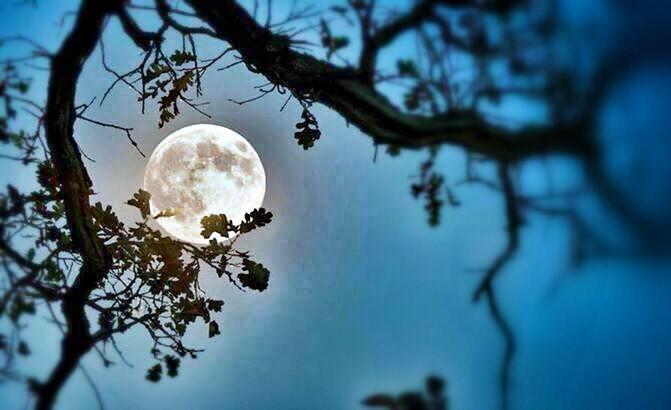 AmorxMexico1's tweet photo. #ConTodoOrgullo digo que #YoElegiCorrer por las noches y #YoTeReto a que lo hagas bajo esta luna. Grx @PonchoMunoz http://t.co/yW3UD1qqKF