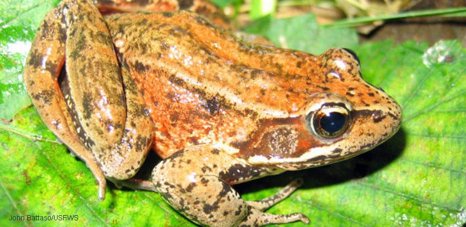 NWF's tweet photo. This frog has disappeared from 70% of historic range in California &amp; Mexico: http://t.co/pZku44ePZQ #FrogMonth http://t.co/xRkTg85crP