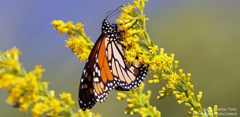 NWF's tweet photo. Get a free butterfly garden starter kit when you pledge to help the monarch: http://t.co/yLpbCUCDQi #butterflyheroes http://t.co/oFMOKo2xV1