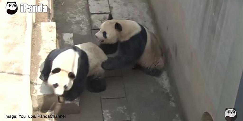 disclifechannel's tweet image. Panda sets mating record. So many NSFW jokes. wapo.st/1c19G7R @washingtonpost