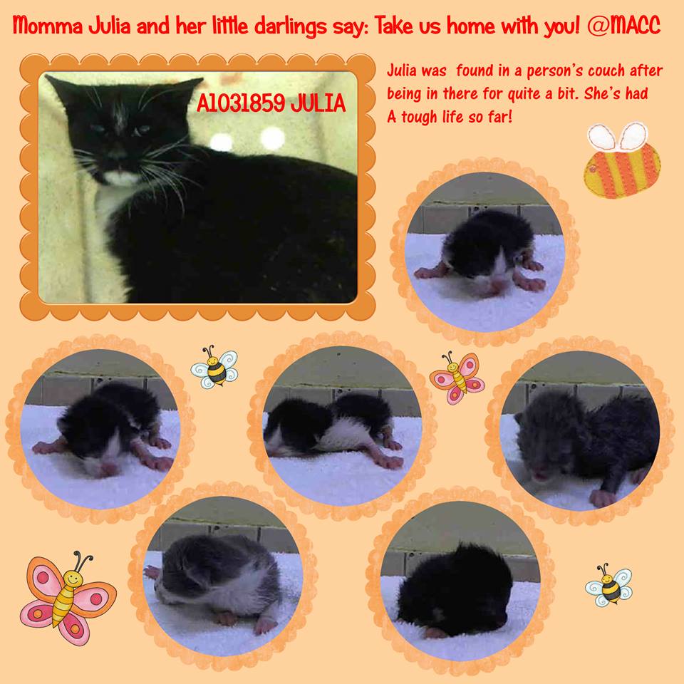 JackieHotmai's tweet photo. #URGENT #NYC JACQUES NEW born #KITTEN His mum is Julia  #RESCUE FOSTER #ADOPT PLEDGE http://t.co/vCG0yzg18N … … … … http://t.co/NkKwtbaKl0