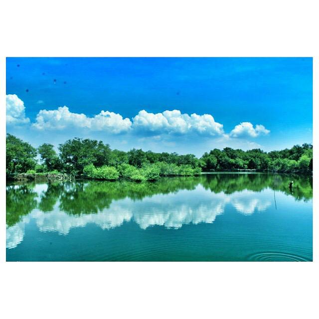 ExploreSurabaya's tweet photo. Pesona hutan Mangrove Surabaya. #ExploreSurabaya 
Foto: @Yaqination http://t.co/9ZhgS806Dk