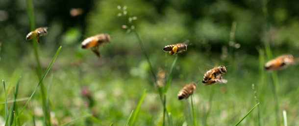 BBCSpringwatch's tweet photo. UK drew wrong conclusion from its neonicotinoids study, scientist says http://t.co/z5rfzELmIB http://t.co/dEY5d0Mf1r