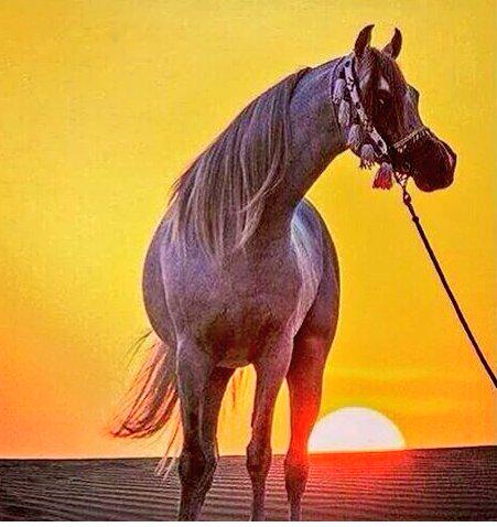 ArbHorses's tweet photo. ابتسم للصبح لو تقسى الظروف
من سحاب الكون ماضاقت سما http://t.co/n0UgASXLyr