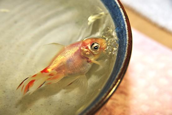 FinestFishTanks tweet picture