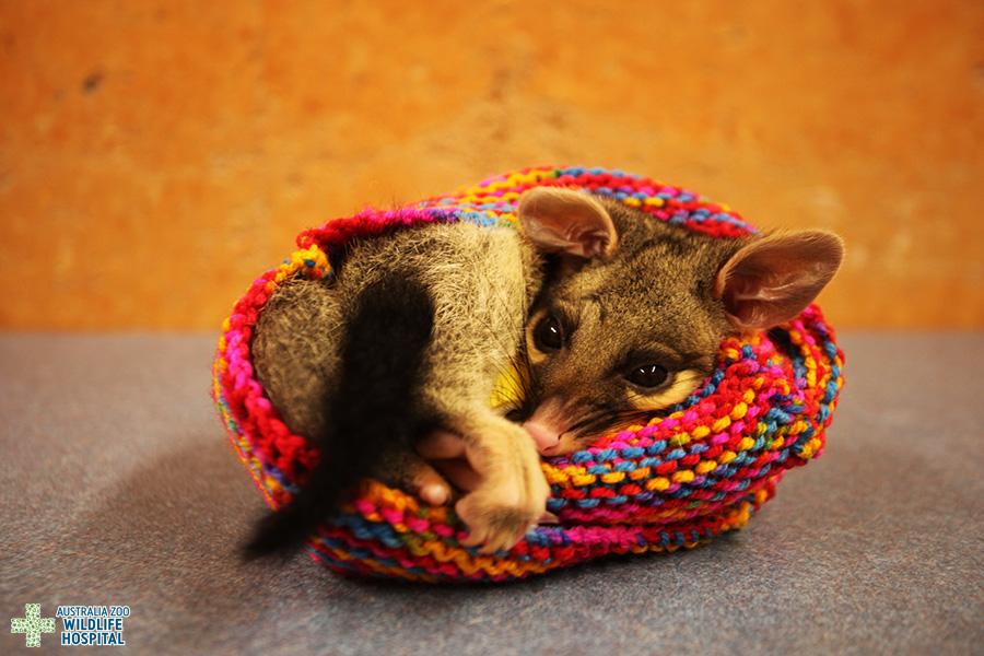 AustraliaZoo's tweet image. Samson the #possum stays cosy in a hand-knitted pouch from
 #UnityWater as he recovers in the @wildwarriors hospital