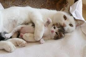 【金太郎もおすすめ!!】
かわいいネット上の猫さん達!!♡