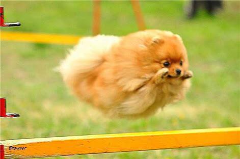 飛んでる犬の写真で元気になりたい Togetter 飛んでる犬の写真で元気になりたい Togetter