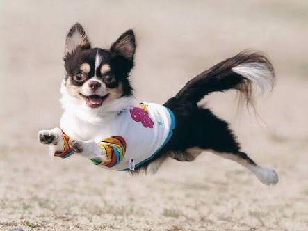 飛んでる犬の写真で元気になりたい Togetter 飛んでる犬の写真で元気になりたい Togetter