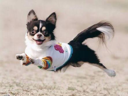 飛んでる犬の写真で元気になりたい Togetter