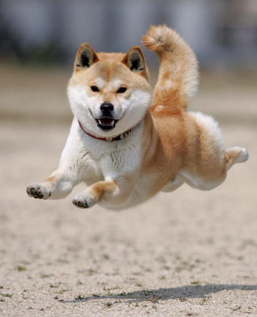 飛んでる犬の写真で元気になりたい Togetter