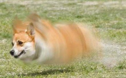 飛んでる犬の写真で元気になりたい Togetter