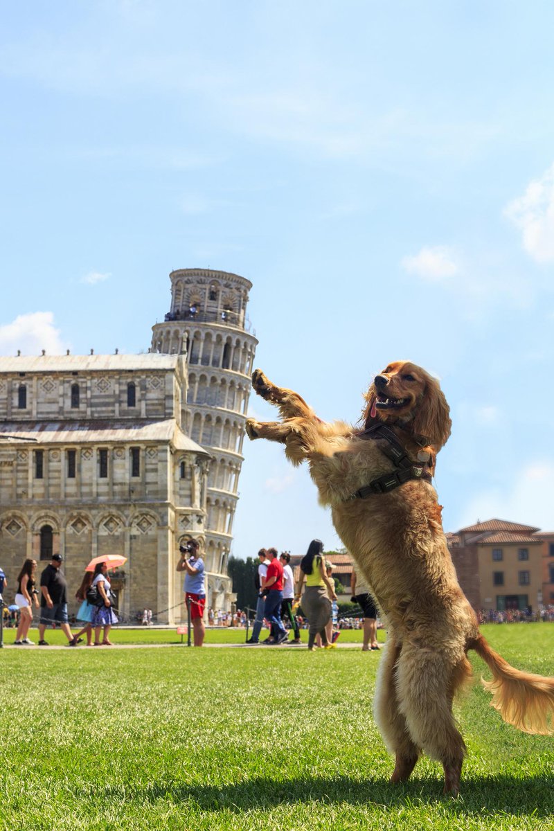 9GAGCute's tweet photo. OMG it's the tower of #PIZZA! #9gagcutedog http://t.co/uvwvV5rwBb
