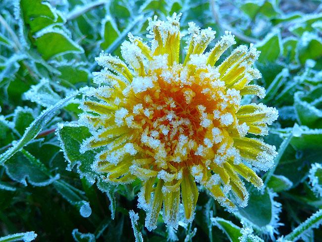 nacioripolles's tweet photo. Glaçada primaveral al #Ripolles abans d'una Setmana Santa de temps molt suau i estable http://t.co/EMrfVEXA09 http://t.co/2umlN3FjtS