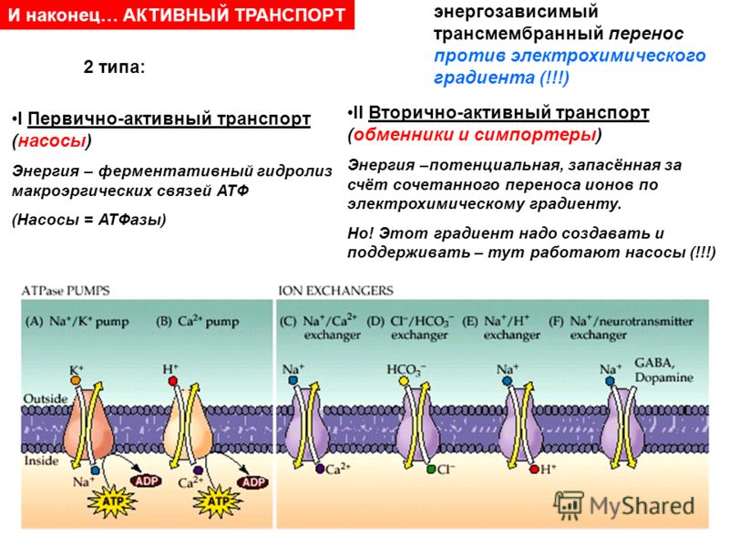 Первичная и вторичная физиология. Первично активный и вторично активный транспорт разница. Первично активный транспорт механизм. Первично-активный транспорт веществ через мембрану. Виды вторично-активного транспорта ионов.