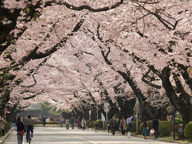 Tokyo blossom