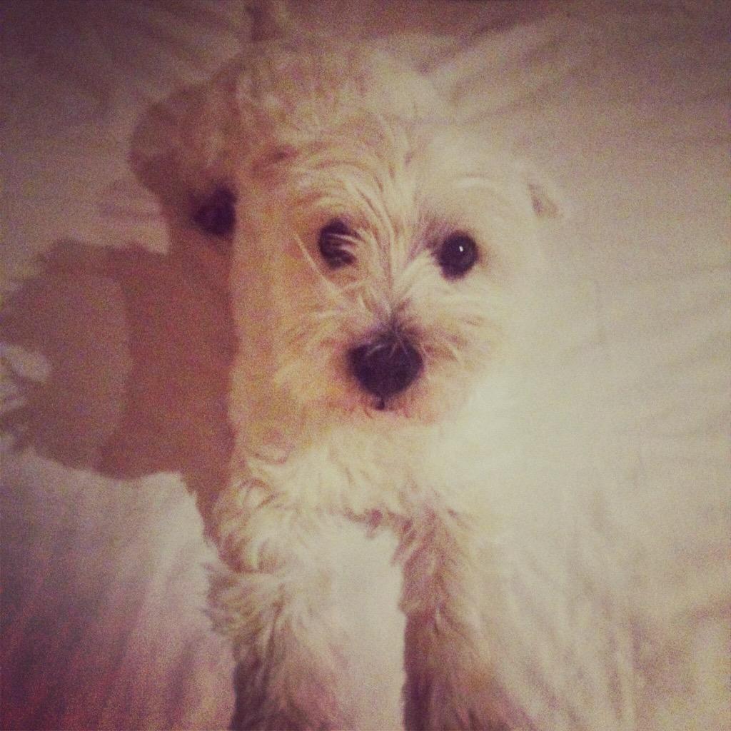 Colmogorman's tweet photo. @VimesTheDog Our Ellie says 'Hello, I'm in too' So that's three @BeauBowsIreland @pets4yes @ConalCreedon http://t.co/3O9tqMHl12