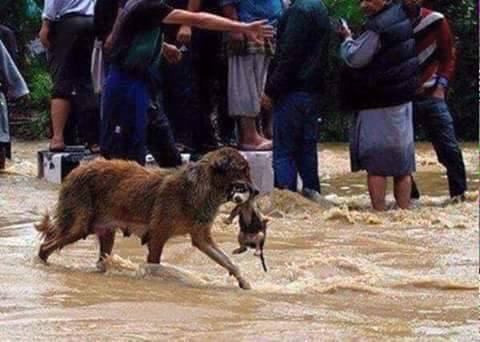 Tenemos mucho q aprender de los animales... (Gracias Nati)