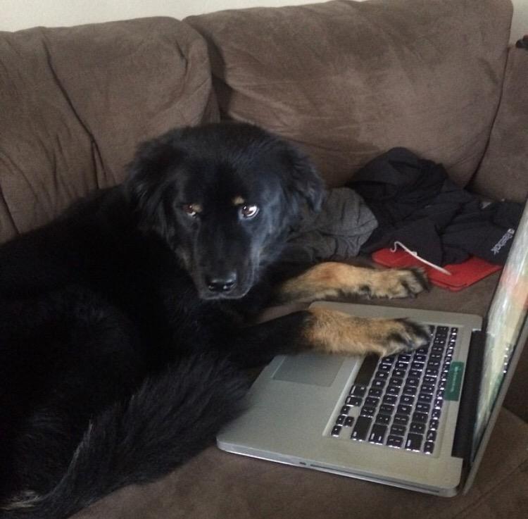 TrainODAI's tweet image. My pup decided he was going to design for me today! #siliconbeach #SiliconValley #techpup #odai #fitnessconcierge