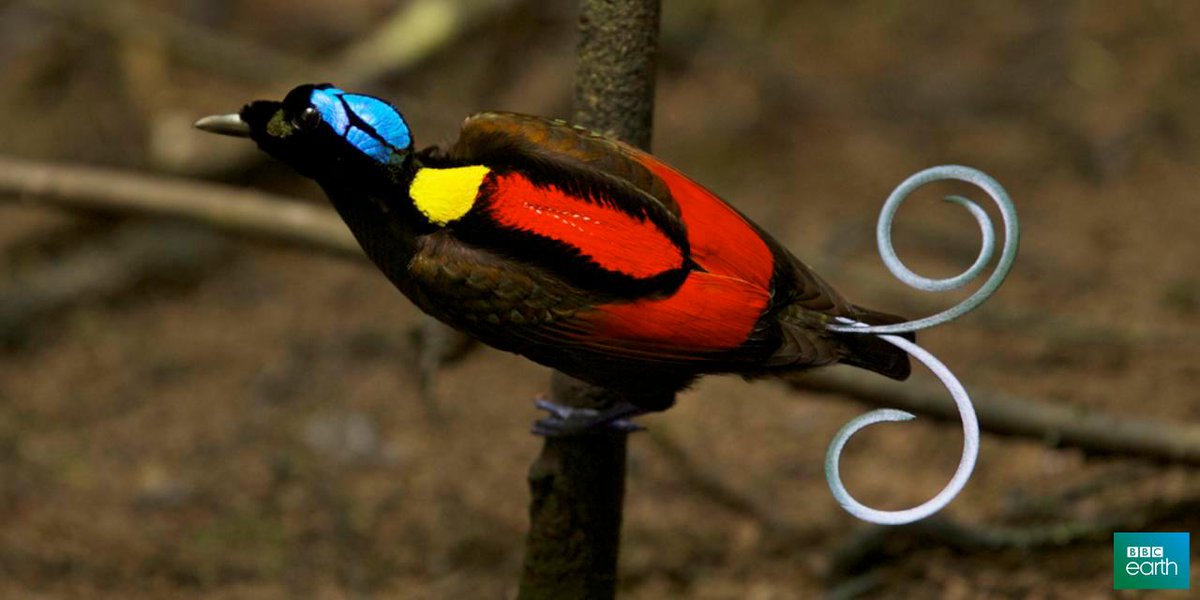 Beautiful birds of paradise bbc.in/1tBcQAt [video] #AmazingMoments