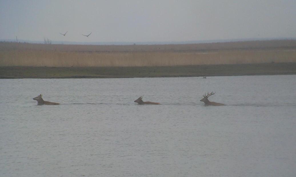 Bertwin Bergman tweet media