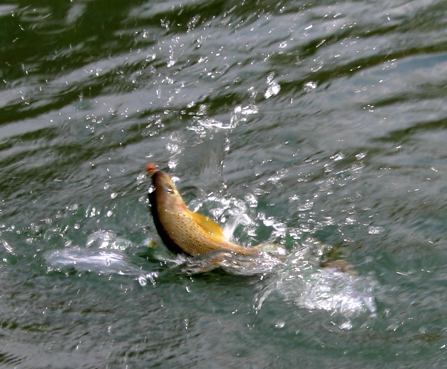 Fish_around tweet picture