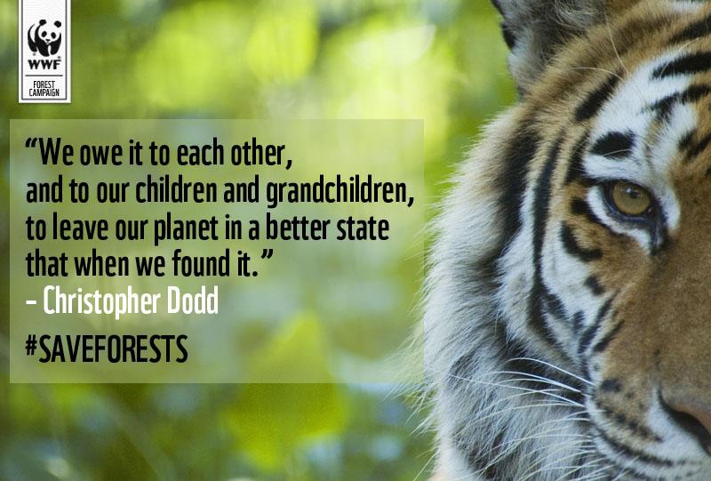 wwf_uk's tweet image. Let’s leave our planet’s forests in a healthy state! Add your name po.st/ForestPetition #SaveForests