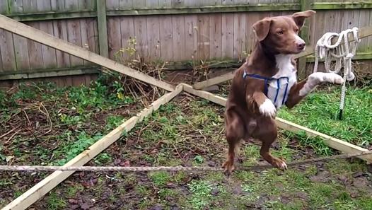 funoncamera's tweet photo. Video Proves That Some Dogs Have A Better Sense Of Balance Than Many People Do.
Click Link : http://t.co/igXRl8kGdr http://t.co/SBoxly9mjr