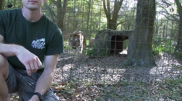 wldswd's tweet photo. 人気記事：【動画】だるまさんがころんだ状態。ネコ科の猛獣たちに背中を向けるとこうなる　http://t.co/oA70coOTMi http://t.co/n0LcW1oof1