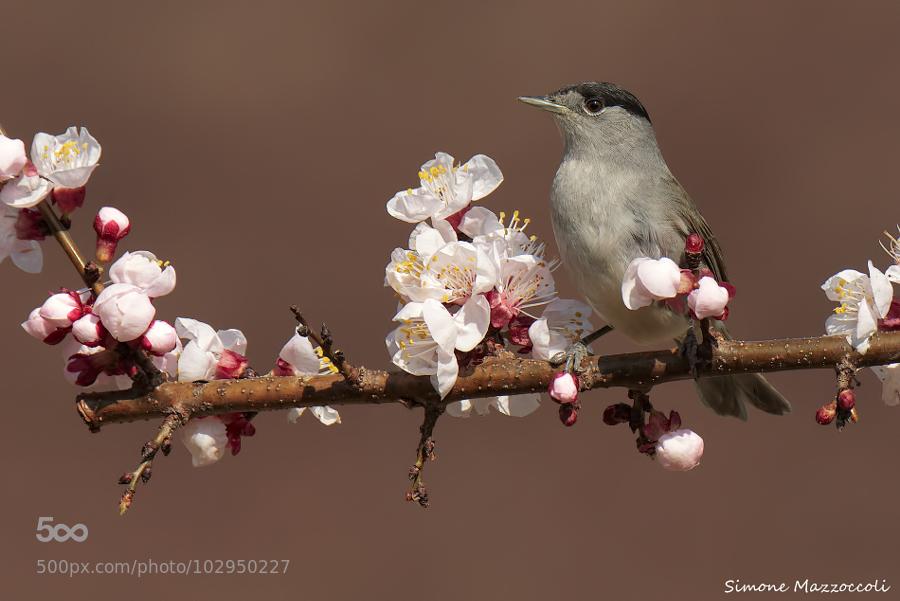Welcom #Spring ... - covergap.com/welcom-spring-… #Bird #Blackcap #Capinera #Primavera #SylviaAtricapilla #Uccelli