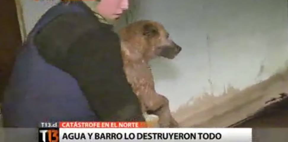 T13's tweet photo. #AlertaT13 | Armada rescata a perro en casa destruida por alud de #Chañaral. EN VIDEO » http://t.co/tA49soyVEq http://t.co/PtPD2MvSR0