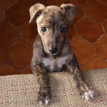Eva Greyhound 🌈 tweet media