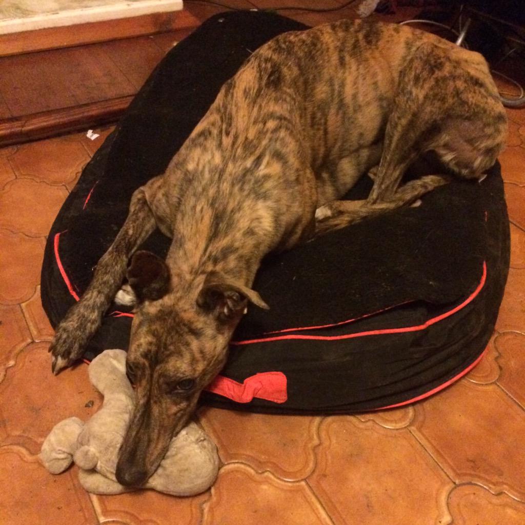 Eva Greyhound 🌈 tweet media