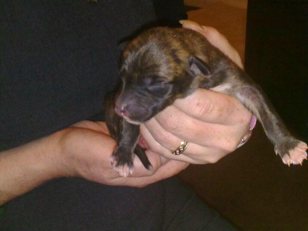 Eva Greyhound 🌈 tweet media