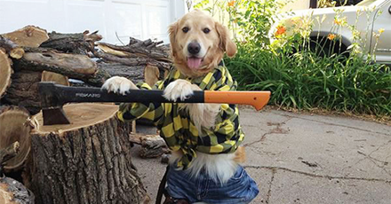 asdbuzz's tweet photo. Mirá las fotos del #perro que no tiene ni idea que esta haciendo: http://t.co/fN5m789TrM http://t.co/2j4MlIBF9k