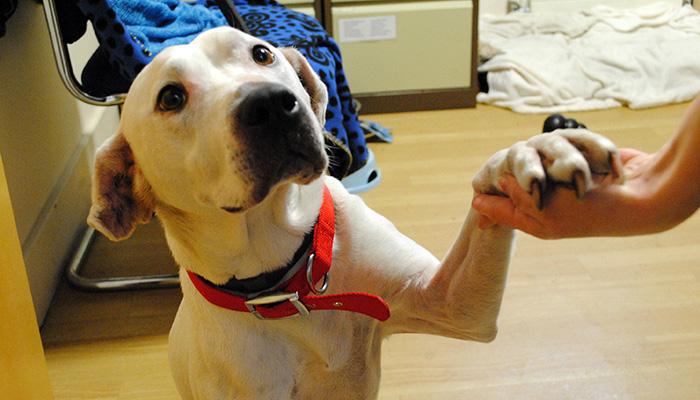The_Blue_Cross's tweet photo. @rickygervais Hi Ricky! Pinkie, the dog who loves to hold hands, is now ready to find a home http://t.co/4BBF2msGZH http://t.co/GEftZgAuZF