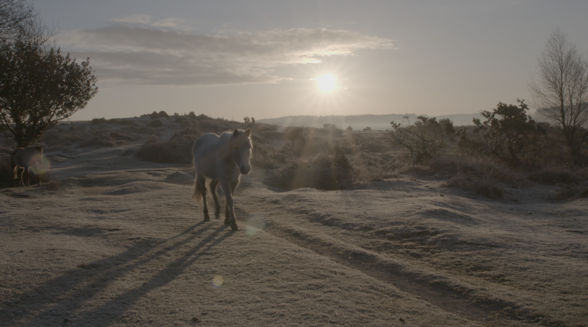 NewForestNPA's tweet image. Gorgeous sunrise photo in the New Forest National Park - taken yesterday with @NewForestArch filming for #Lidar video