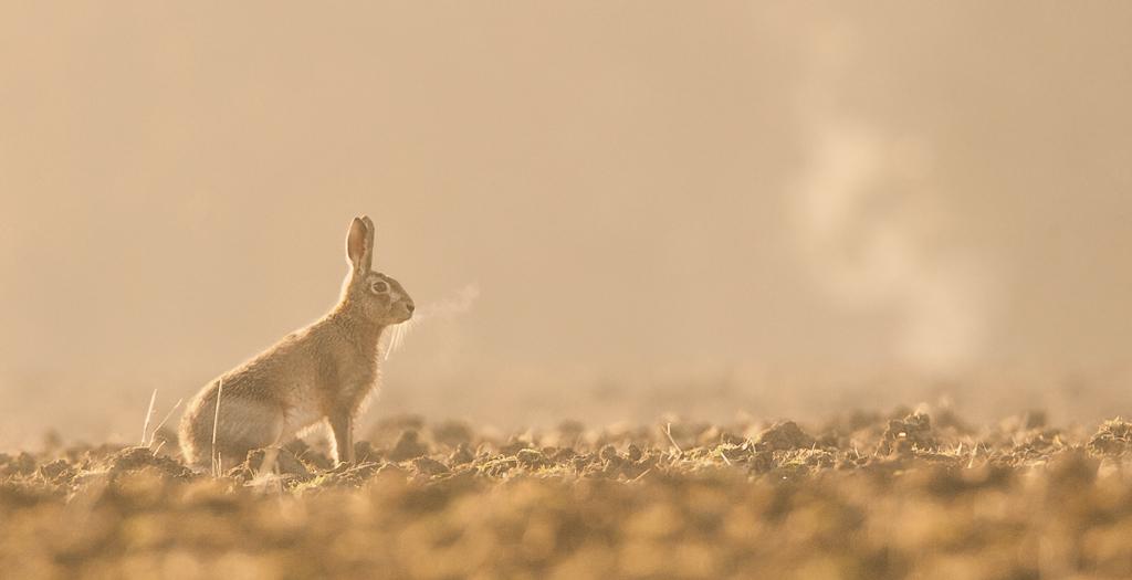 tyjclift's tweet image. RT @Paul_nevs: @wildlife_uk A Brown Hare bathing in the first light of the day 
#TGClass