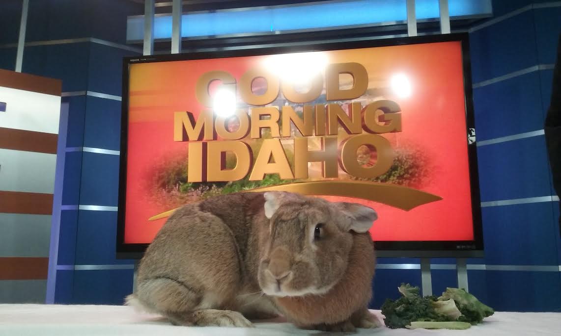 GMIdaho's tweet image. What do you think? New profile picture? Good Morning Idaho! @ZooBoise #AlmostEaster