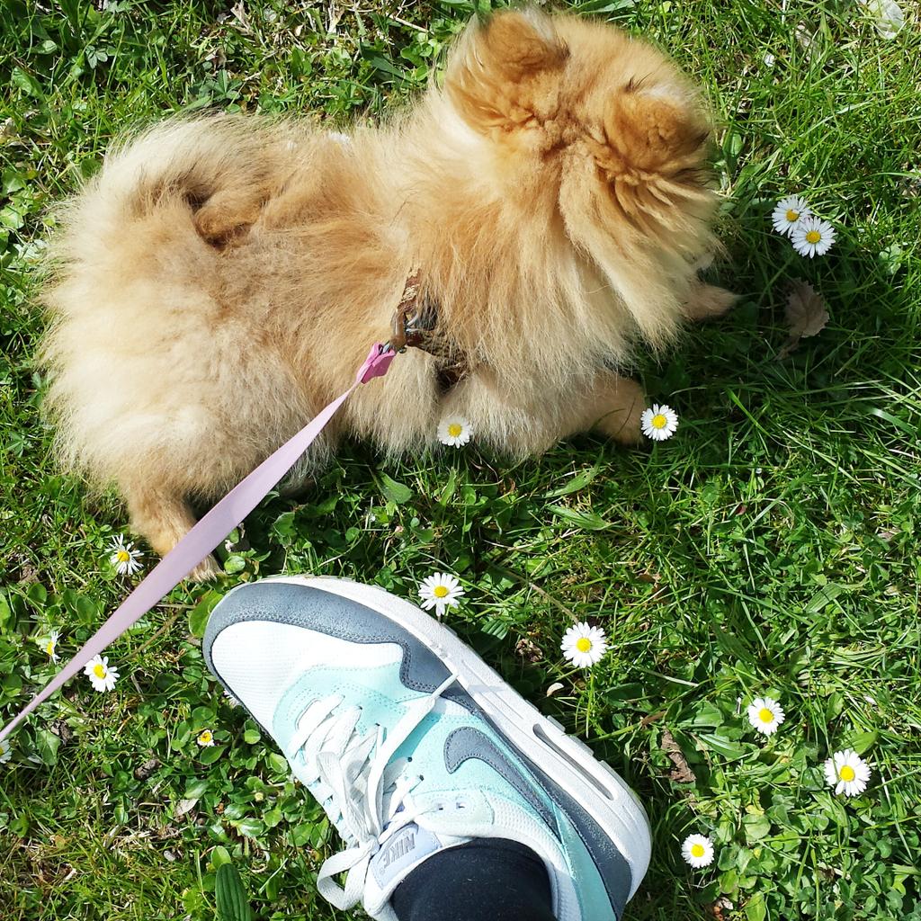 JessInSeptember's tweet image. Boule de poils d'amour et pâquerettes 😍 #AirMaxDay