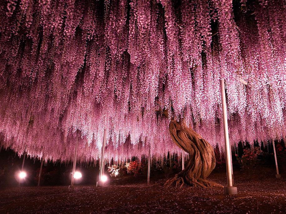 Javi_Etxebarria's tweet photo. Wisteria de 144 años, la mas grande de Japón CC @RJBOTANICO http://t.co/NzBDr3kto0