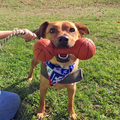 kyhumane's tweet photo. T-Bo is ready for the game tonight. He just wants a family to watch it with. Learn about T-Bo: http://t.co/MyuztamQcP http://t.co/O5Zawqee10