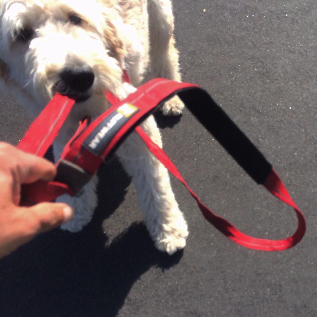 thetuckerdoodle's tweet photo. #throwbackthursday when #tugbug hit on our walk! It happened again yesterday too! #fun #sassypup #tbt #sandiegodog http://t.co/WpFMJP49W0