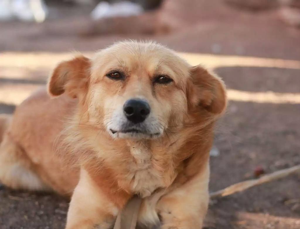 Blondigos's tweet image. Me ajusto a la vida, pero la vida no es justa quien yo quiero no me quiere o me abandona y quien me quiere lo quiero.