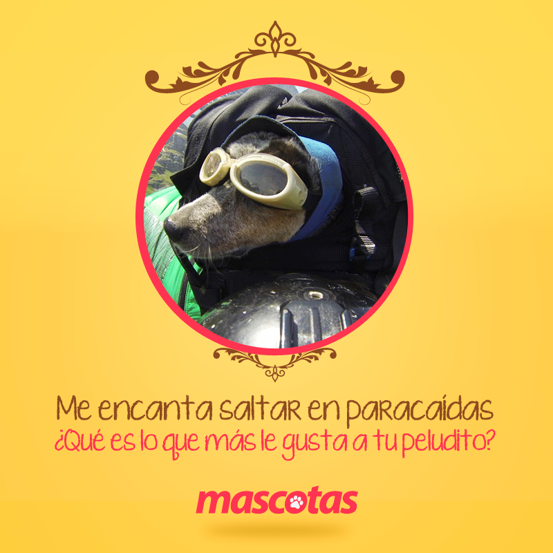 MascotasET's tweet photo. http://t.co/O0YAOAD7FF http://t.co/cV5TEhYk5O