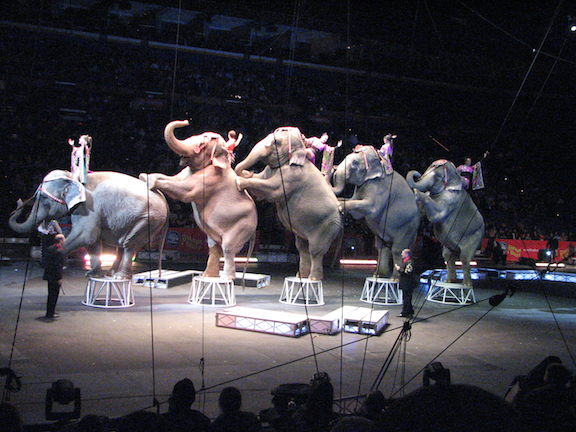 RacingXtinction's tweet photo. Why @RinglingBros Must Retire Circus Elephants NOW! #RacingExtinction http://t.co/W62jbLNmIP http://t.co/wnf4WuiWdl