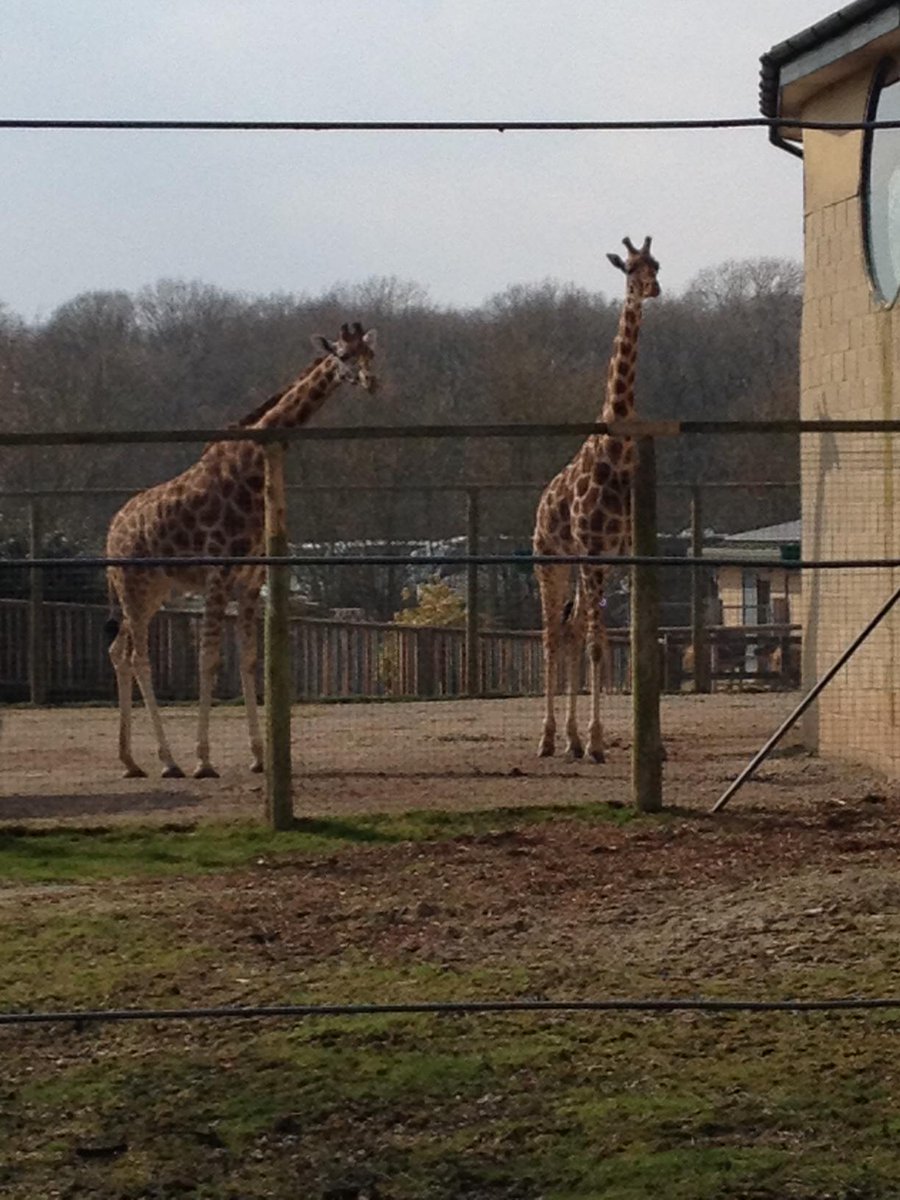 FitzWoolmer's tweet photo. Marwell Zoo's Wild Explorer under development due to open this summer; it'll be fab! @Marwellwildlife @hantsconnect http://t.co/BhHRIEf5ee