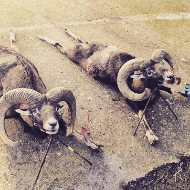 Dos trofeos en una muy buena monteria. lancesdecaza.com