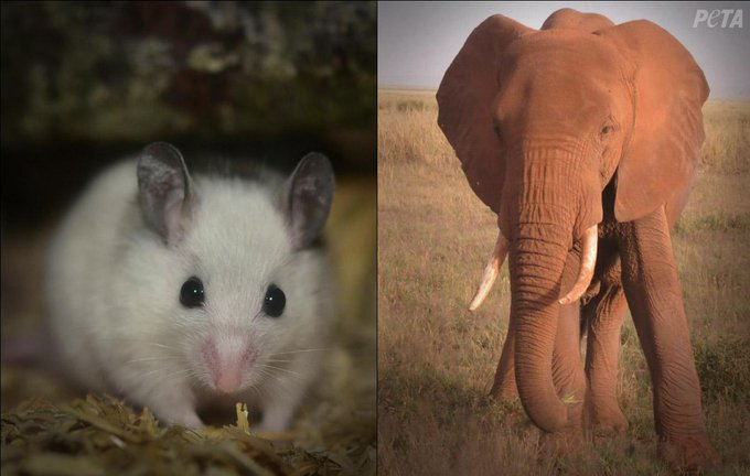 "@peta: Be kind to ALL, from big to small. #Compassion4All http://t.co/lK0NN8Qy7I"<a class="tags" target="_blank" title="On Twitter" href="/?out=eyJ0eXAiOiJKV1QiLCJhbGciOiJIUzUxMiJ9.eyJpYXQiOjE3MjE1OTIxNzEsImlzcyI6InR3cG9ybnN0YXJzLmNvbSIsIm5iZiI6MTcyMTU5MjE3MSwiZXhwIjoxNzUzMTI4MTcxLCJyZWRpcmVjdF91cmwiOiJodHRwczovL3R3aXR0ZXIuY29tL3BldGEifQ.Uo3dbZZJLr4E2EVp9woD42NHAyspi5ztXUpHmNoeCH4dneRROFWY8o-mIfpme2D_tN3tf2vzb3BDyw8y6qJsxQ">@peta</a><a href="/tag/compassion4all"class="tags">#Compassion4All</a>