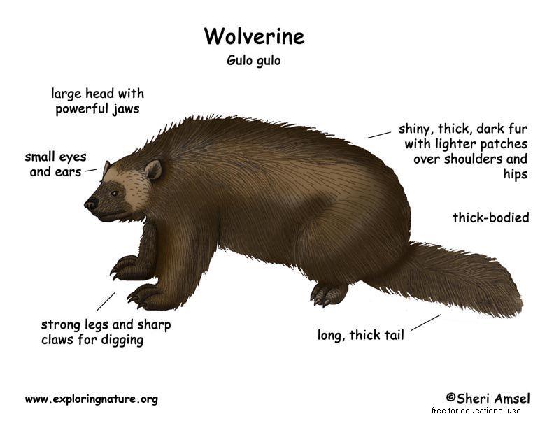 ѴѺҎ on Twitter "วูล์ฟเวอรีน Wolverine ที่มาของชื่อ XMEN ตัวนี้เป็น